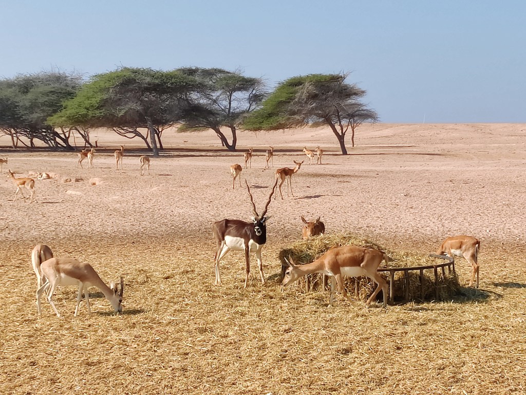 Animals roaming around freely at the nature reserve on Sir Bani Yas island, Abu Dhabi.