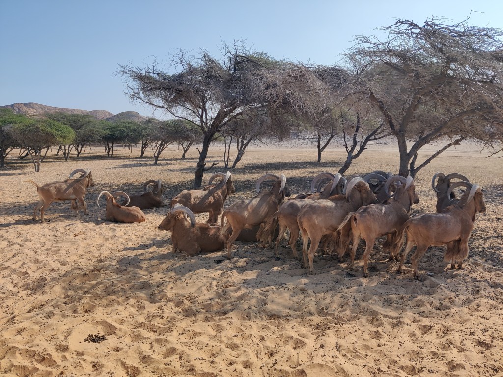 Wildlife at the nature reserve founded by Sheikh Zayed at Sir Bani Yas Island, Abu Dhabi.