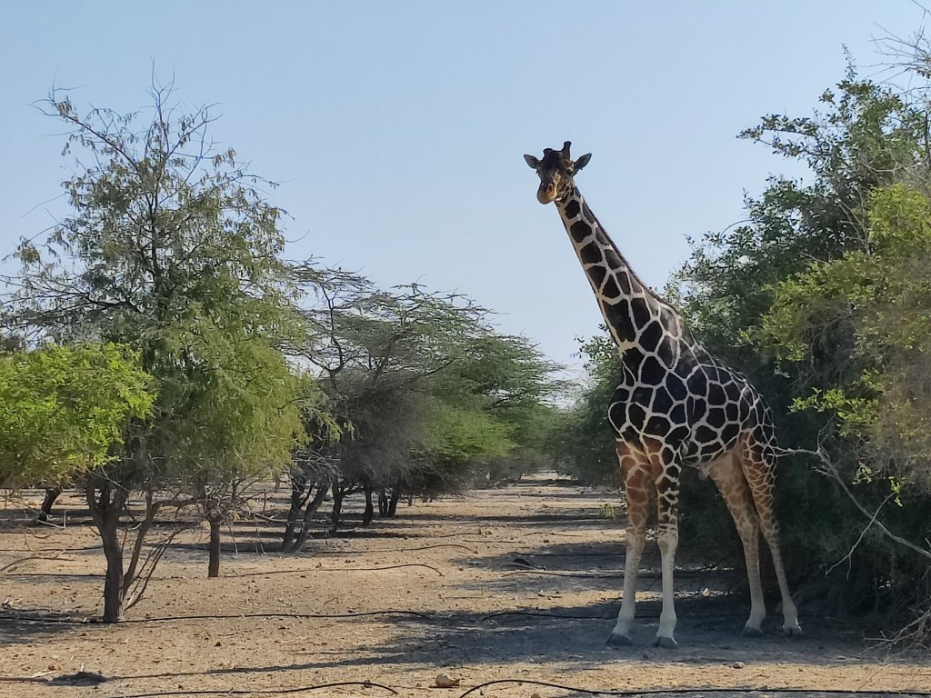 The giraffe at Sir Bani Yas nature reserve, Abu Dhabi.