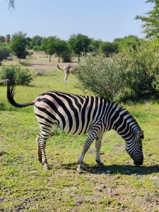 Zebras at the Sharjah Safari Park in Sharjah.