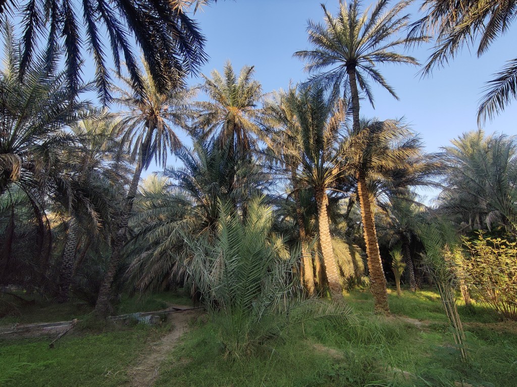 Al Ain Oasis