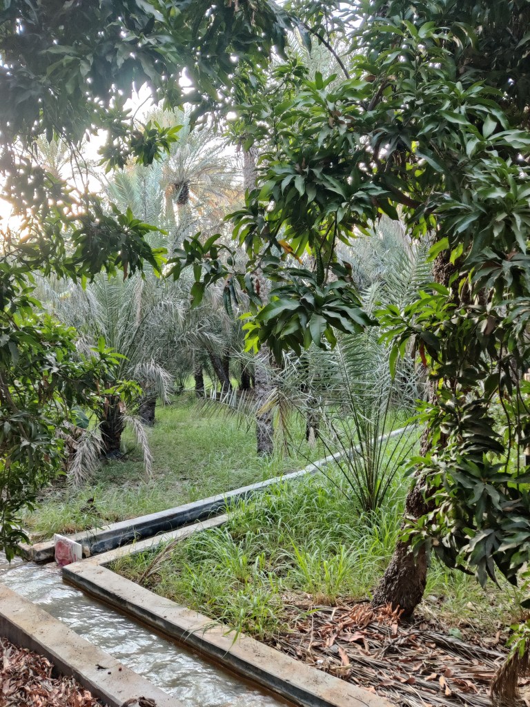 Al Ain Oasis falaj system