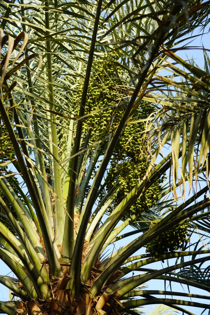 Palm tree in Al Ain.
