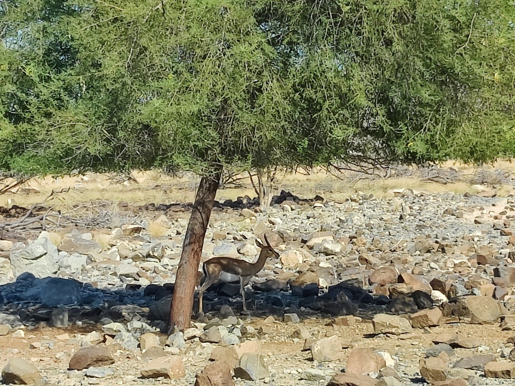 Al Hefaiyah Mountain Conservation Centre, Sharjah