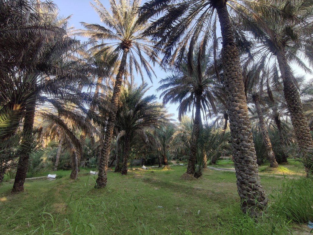 Al Ain Oasis