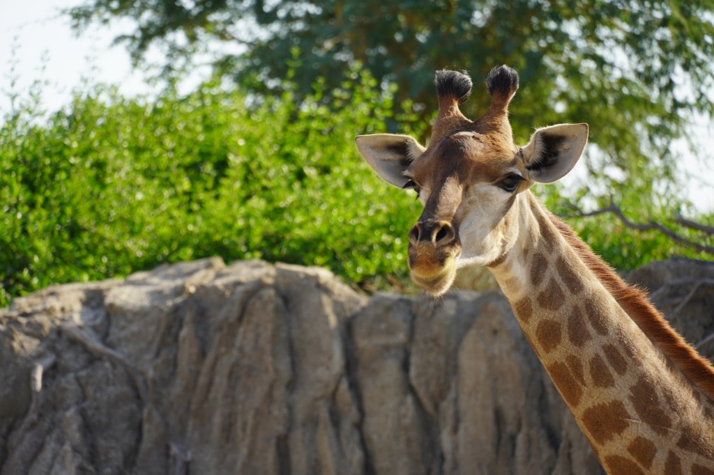 Giraffe at Sharjah Safari