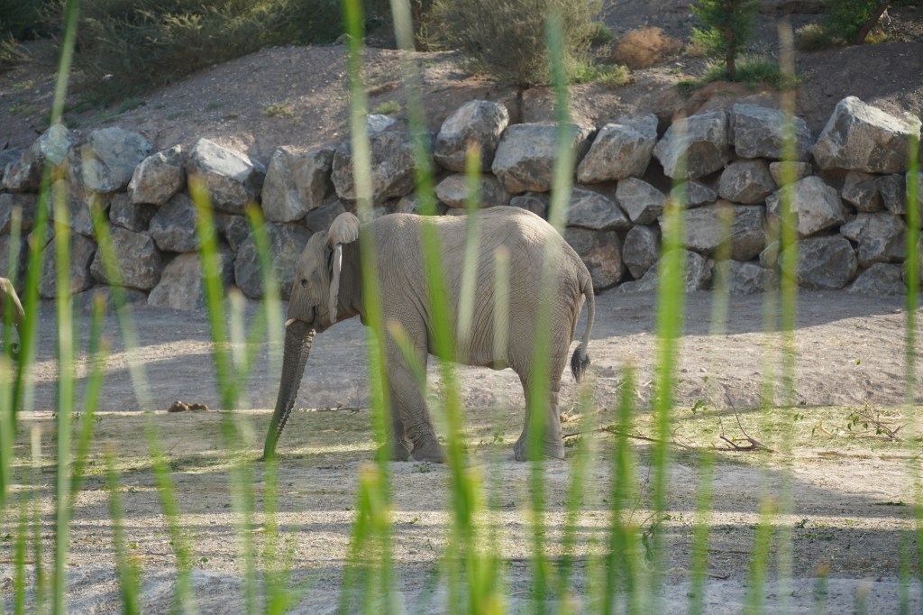 Elephant at Sharjah safari