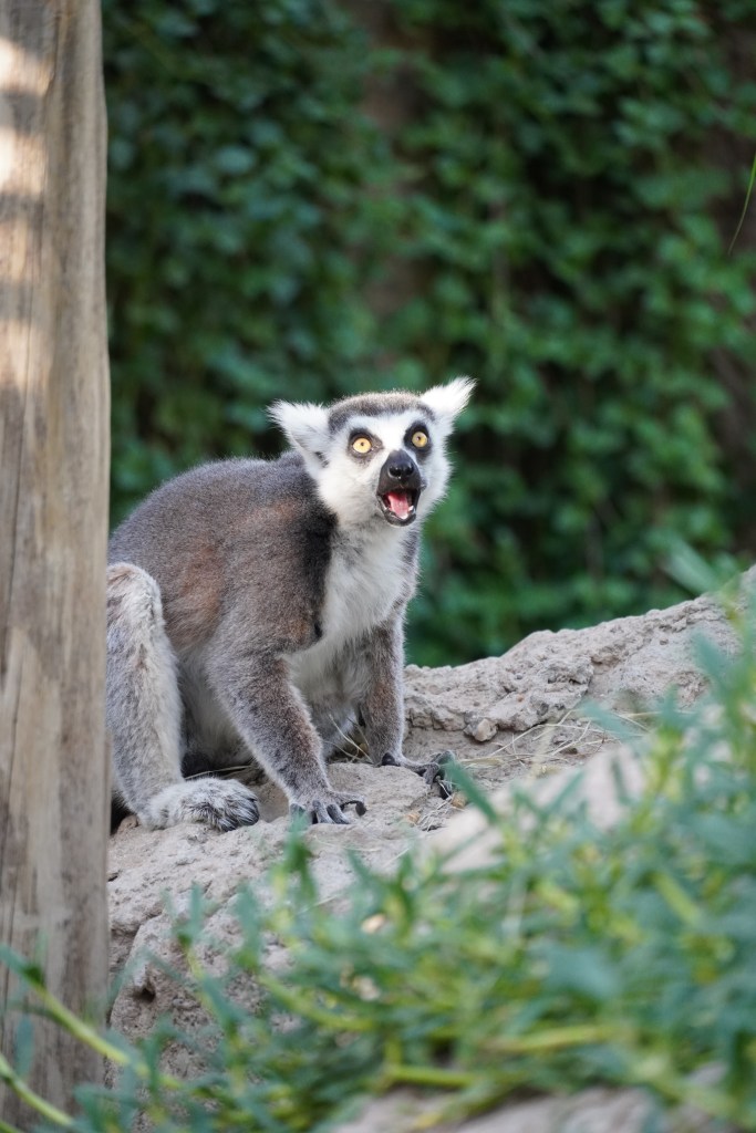 Lemur at Sharjah Safari